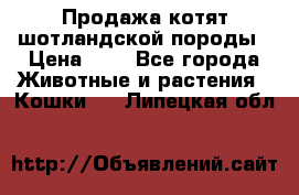 Продажа котят шотландской породы › Цена ­ - - Все города Животные и растения » Кошки   . Липецкая обл.